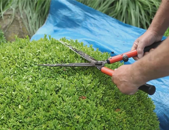 Buchsbaum - Zurückschneiden