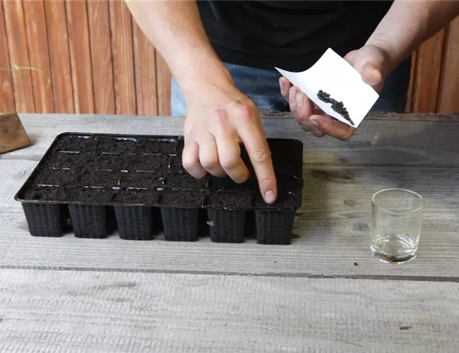 Sonnenblumen - Aussäen von Samen