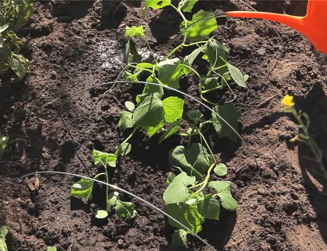 Gurken - Aussaat und Aufzucht