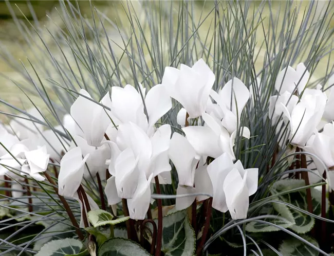 Alpenveilchen: Drinnen und draußen