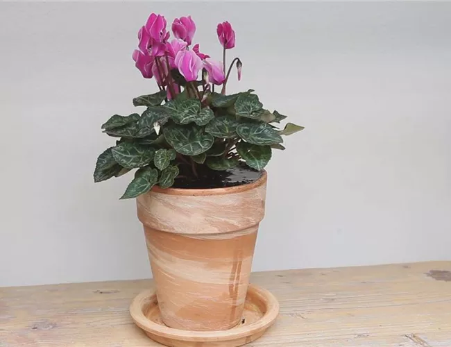 Alpenveilchen - Einpflanzen in ein Gefäß