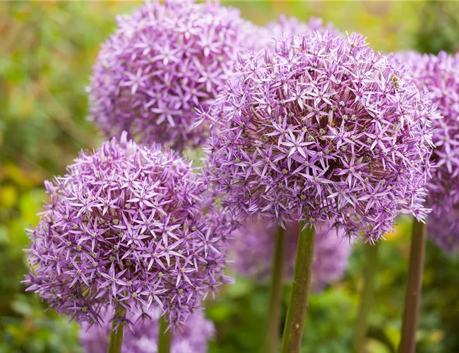 Allium – eleganter Zierlauch