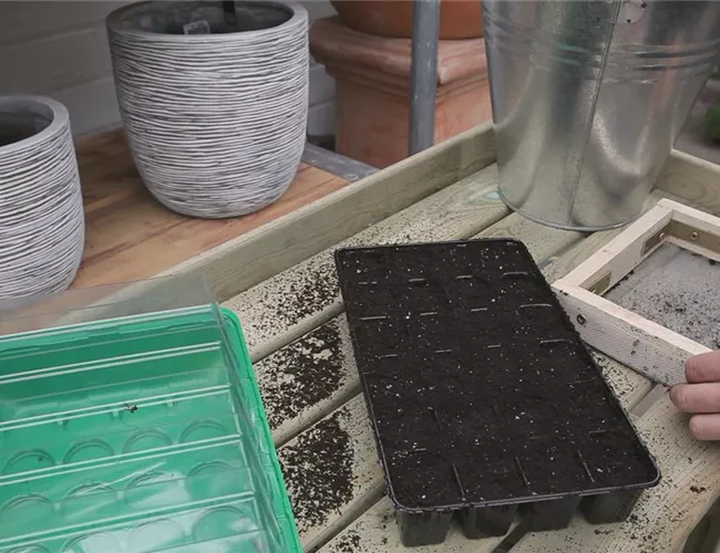 Chinakohl - Aussäen von Samen