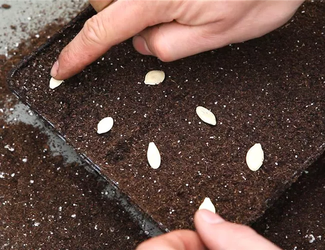 Kürbis - Aussäen von Samen