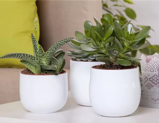 Aloe Vera - die Pflanze, die schön macht