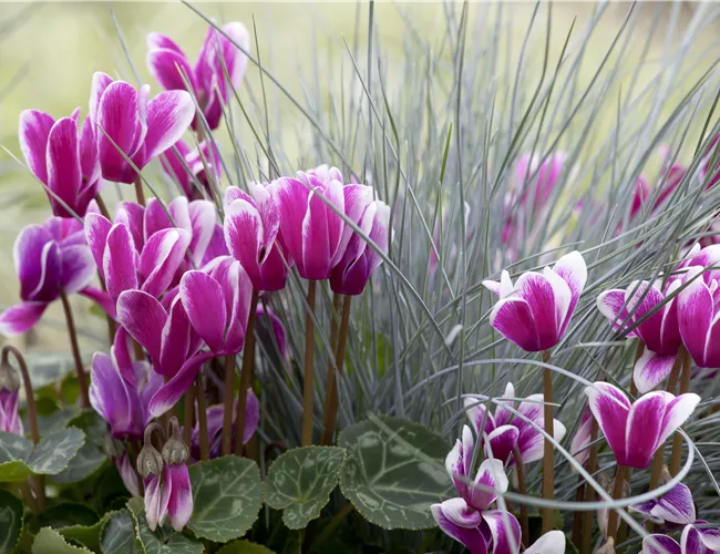 Alpenveilchen, zeitlose Klassiker 