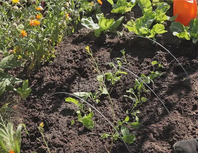 Radieschen - Aussaat und Aufzucht