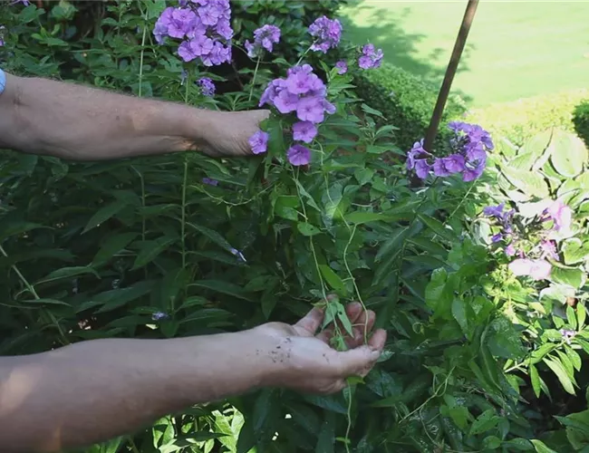 Phlox - Unkraut entfernen