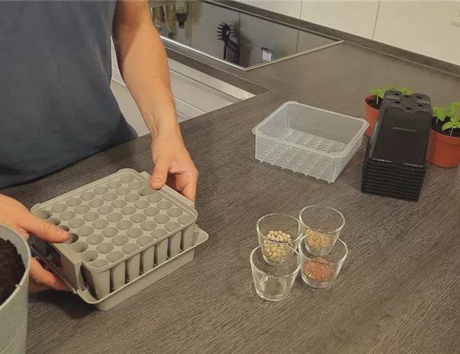 Tomaten - Aussäen von Samen