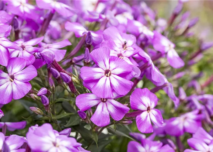Flammenblumen lassen Ihren Garten in Farben baden
