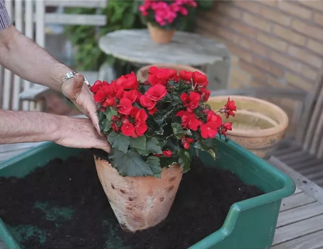 Blumenkübel - Bepflanzen mit Sommerblumen