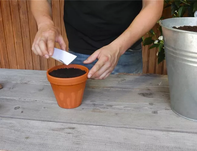 Estragon - Aussäen von Samen